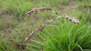 Wild grass